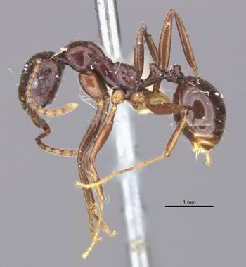 Media type: image;   Entomology 22873 Aspect: habitus lateral
